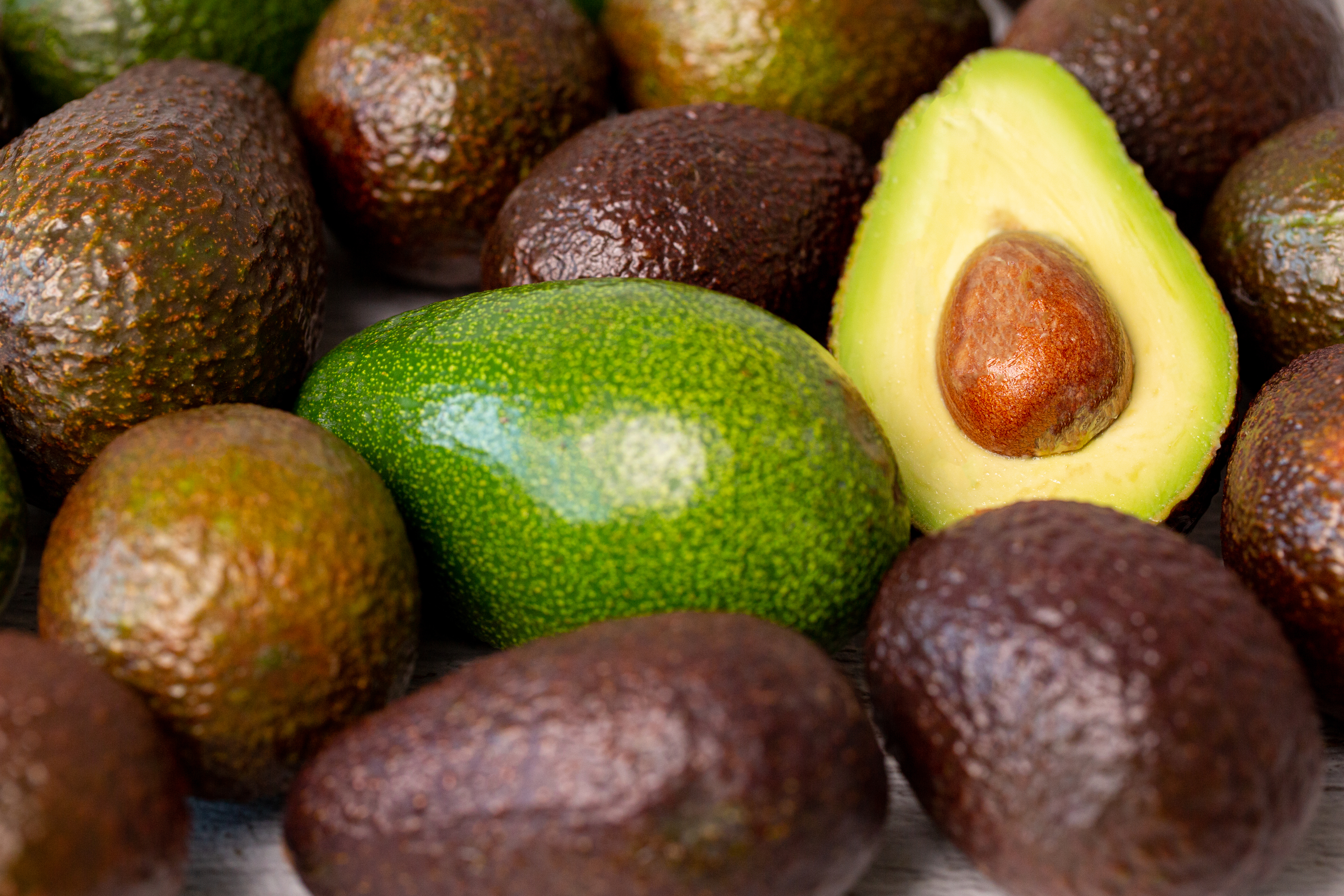 Avocado Harvest Season