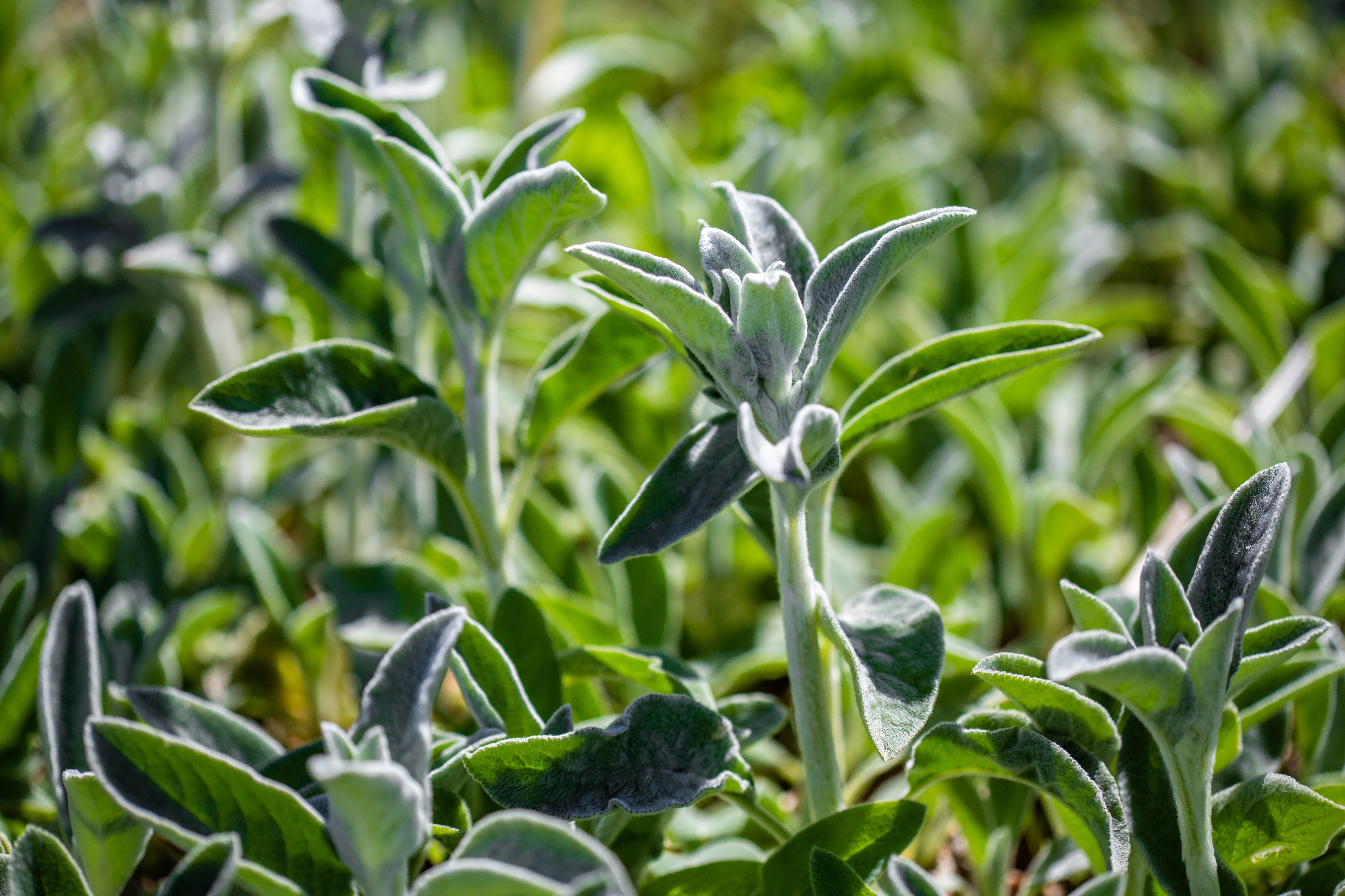 Global Sesame Demand